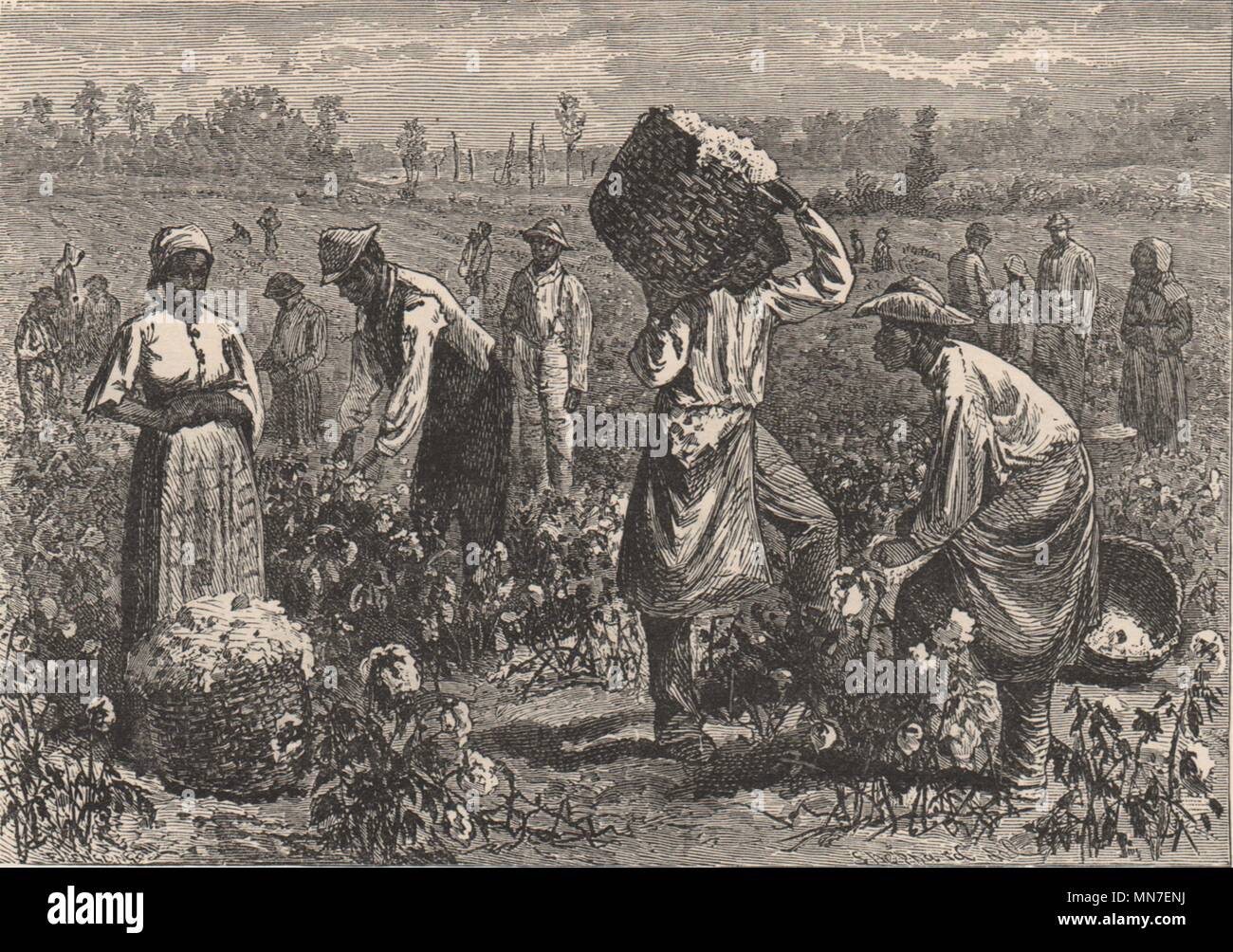 SOUTHERN USA. Scene on a Cotton Plantation 1882 old antique print picture Stock Photo