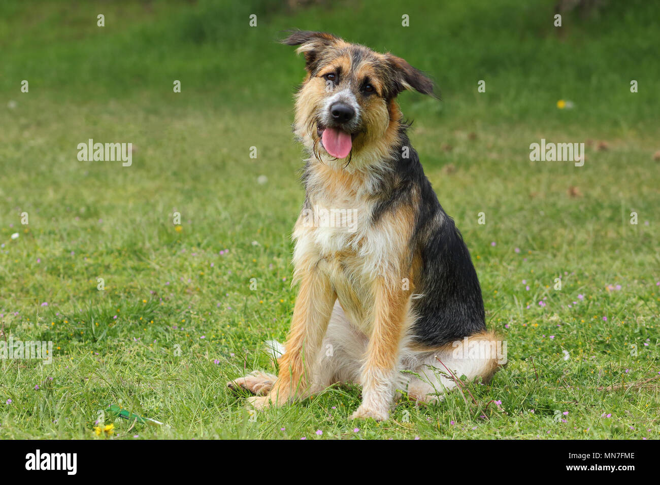 shepherd breed dog sitting tilts his head listening with a caring and cheerful look Stock Photo