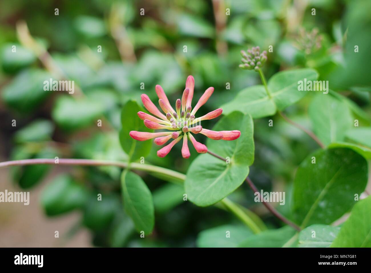 Trumpet Honeysuckle (Lonicera sempervirens) flower growing on a sunny