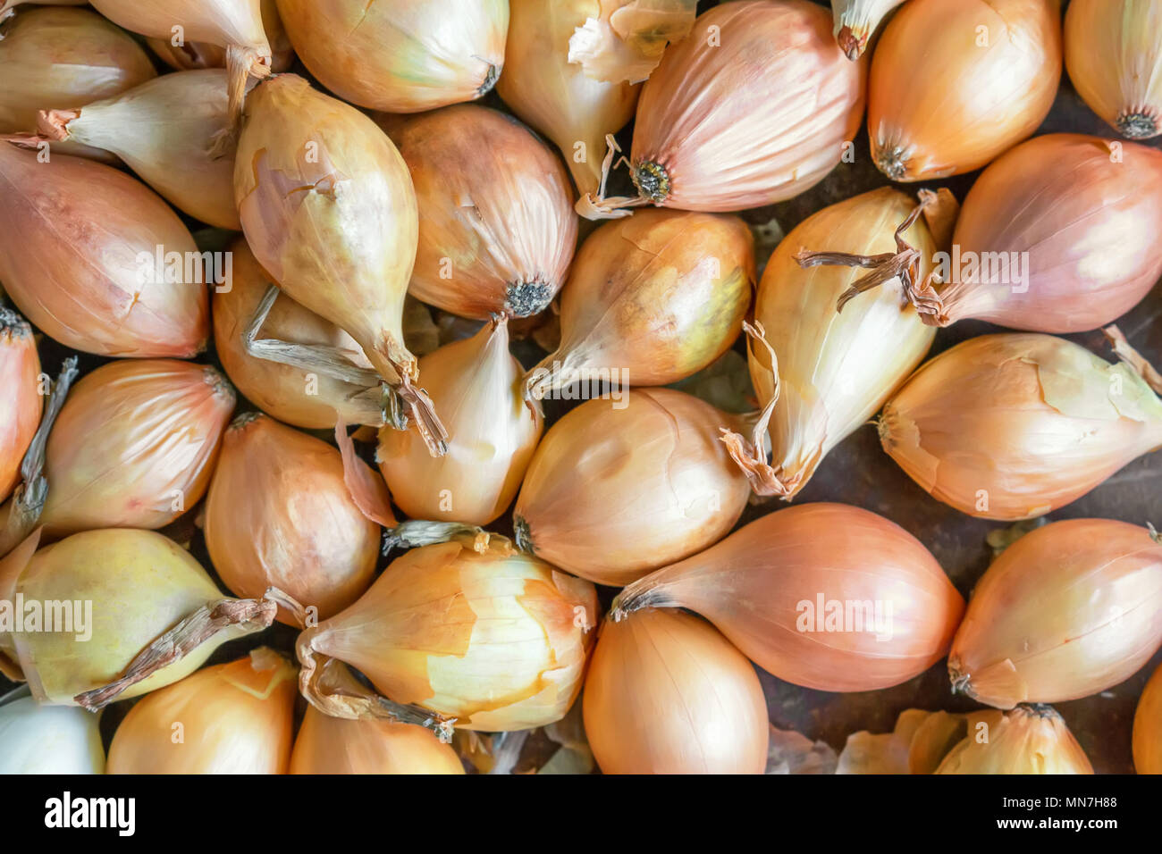 Onion seed heads hi-res stock photography and images - Alamy