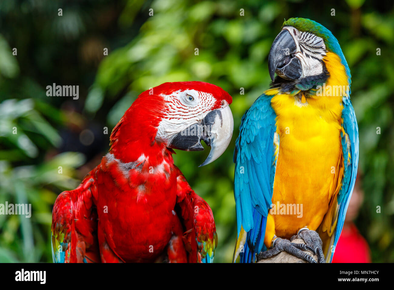 Red-and-green macaw and Blue-and-yellow macaw. Bali zoo. Indonesia. Stock Photo
