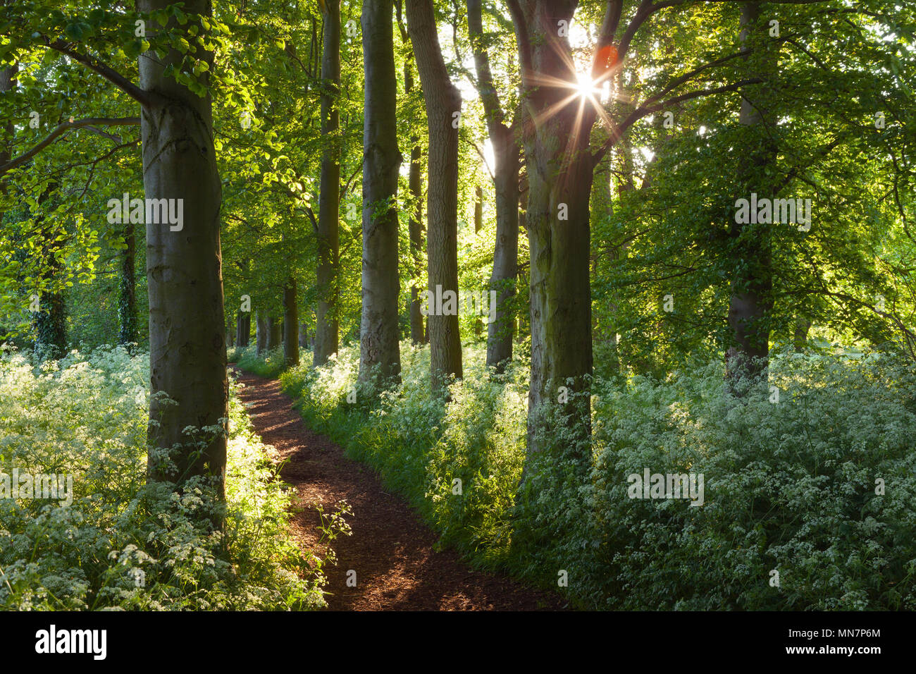 Barton-upon-Humber, North Lincolnshire, UK. 14th May, 2018. UK Weather: Late evening light on Cow Parsley and Beech Trees in Baysgarth Park in Spring. Barton-upon-Humber, North Lincolnshire, UK. 14th May 2018. Credit: LEE BEEL/Alamy Live News Stock Photo
