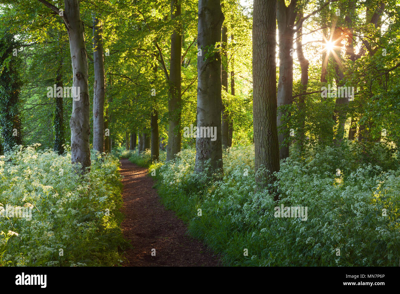 Barton-upon-Humber, North Lincolnshire, UK. 14th May, 2018. UK Weather: Late evening light on Cow Parsley and Beech Trees in Baysgarth Park in Spring. Barton-upon-Humber, North Lincolnshire, UK. 14th May 2018. Credit: LEE BEEL/Alamy Live News Stock Photo