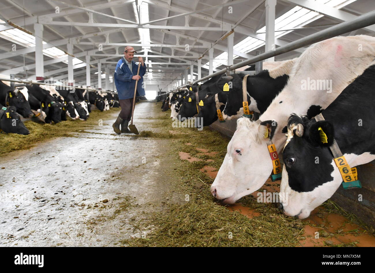 Commercial Dairy Farm High Resolution Stock Photography And Images Alamy