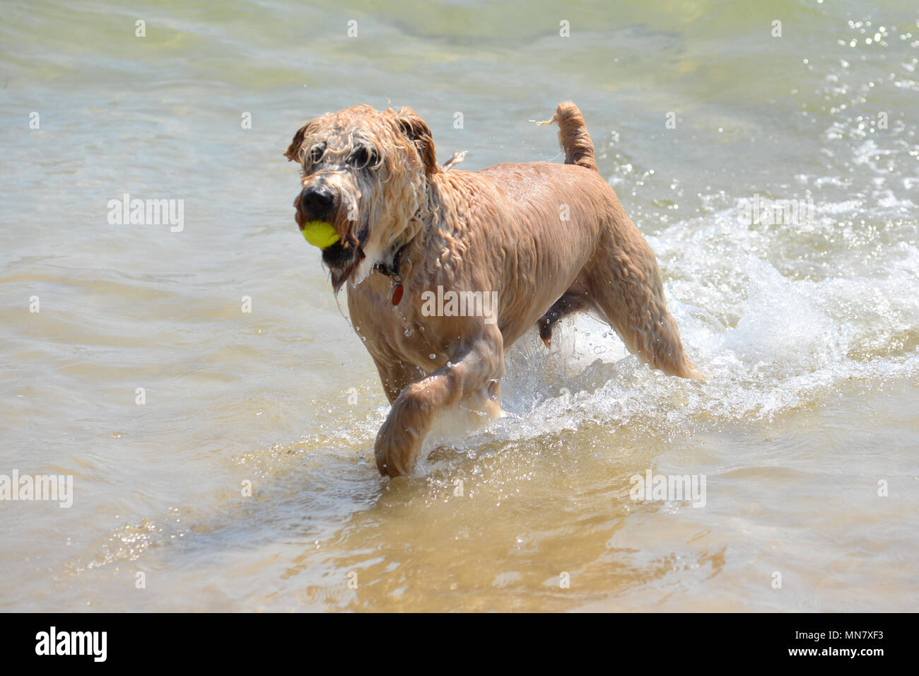 12 year old Spence the terrier dog carrying a ball and running in the sea in warm sunshine at Sandbanks Beach, Poole Stock Photo