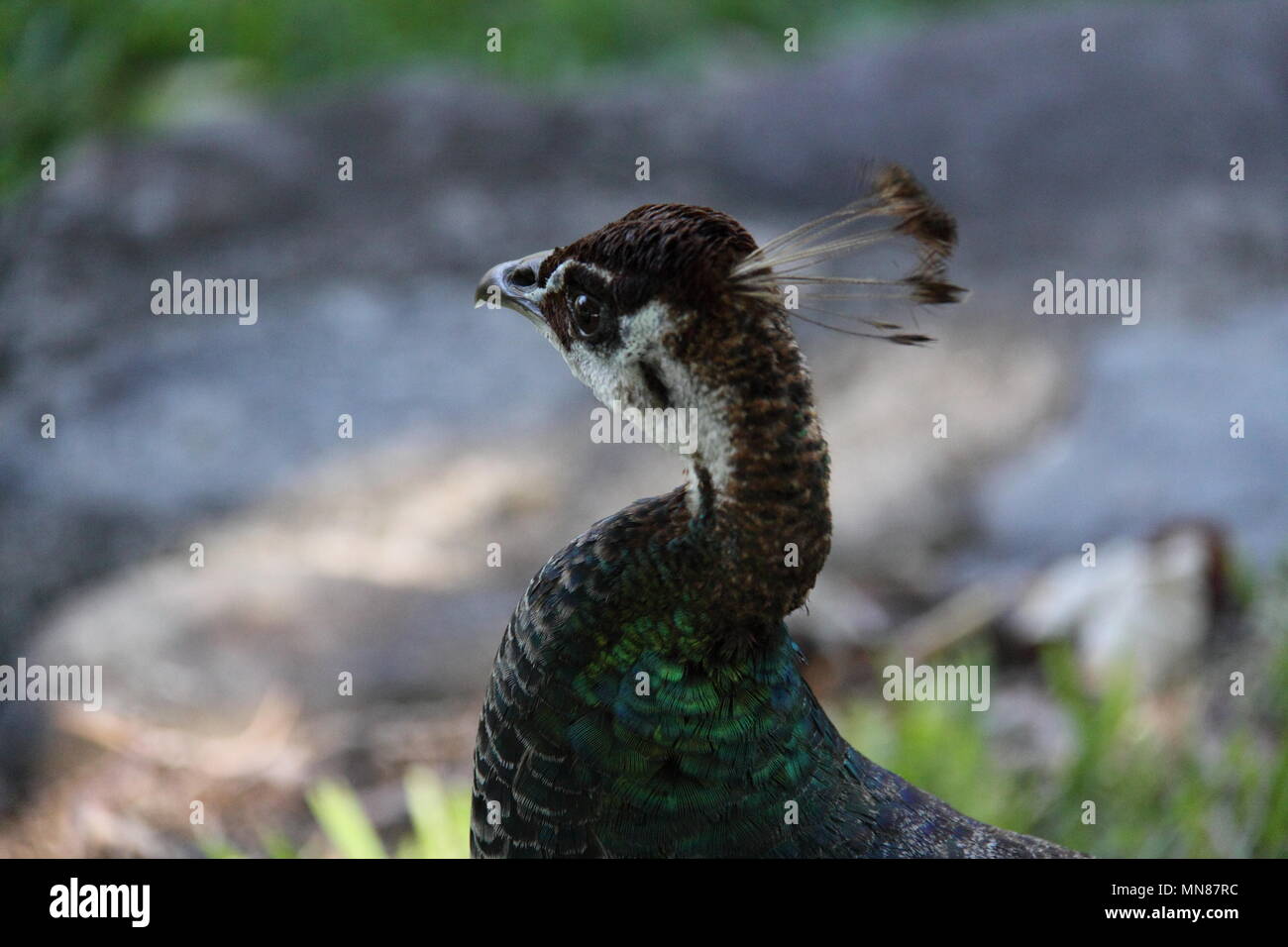 Indian Peahen (Pavo Cristatus) Stock Photo