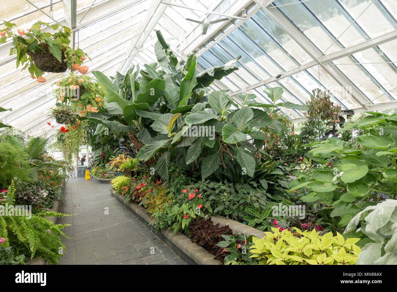 Begonia House at Wellington Botanic Gardens in autumn, Wellington, New