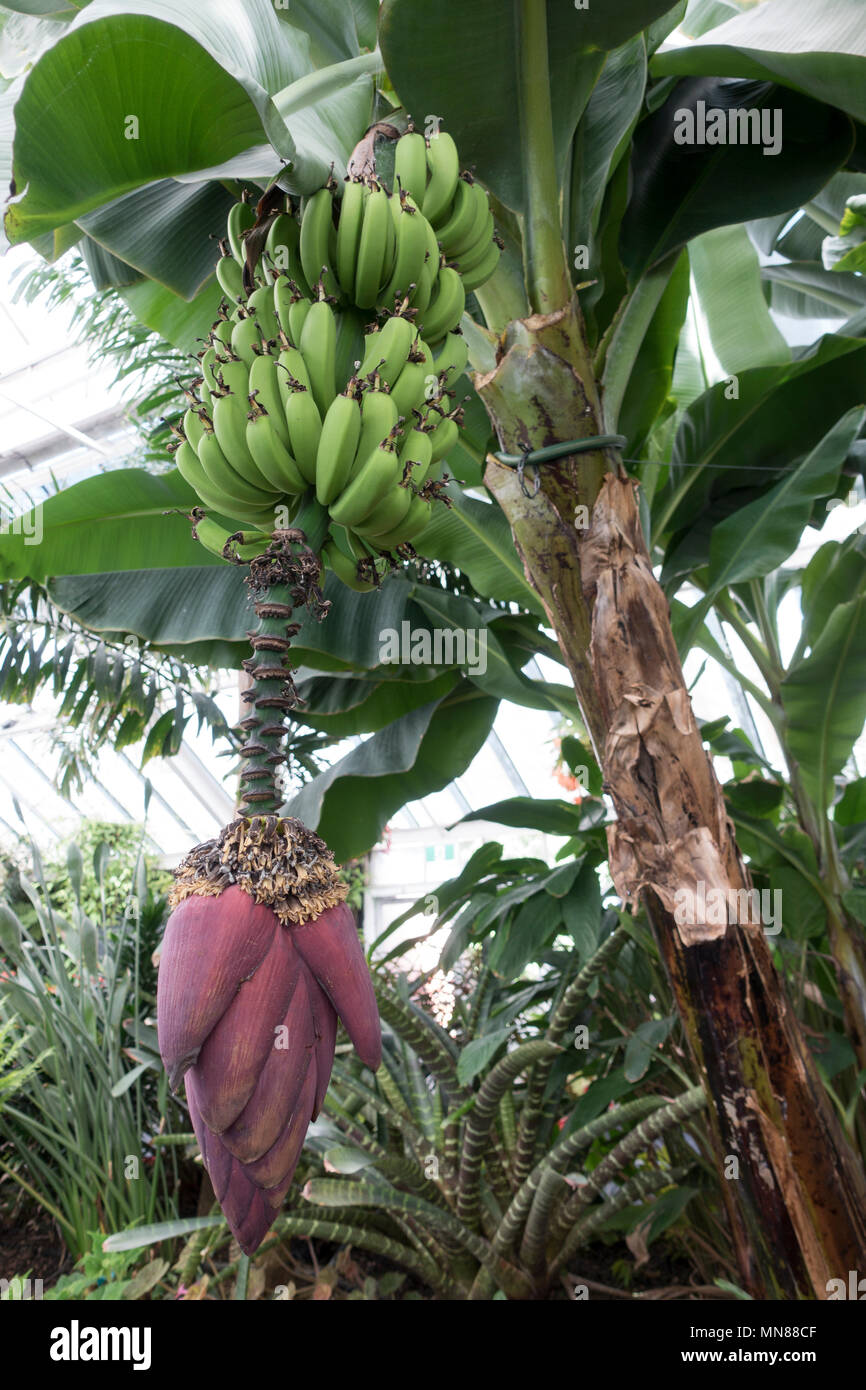 Banana Palm Stock Photo
