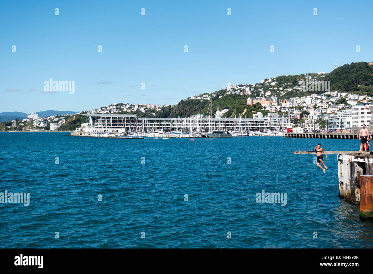 Local men jumping into Lambton Harbour on a sunny autumn day in Wellington, New Zealand Stock Photo