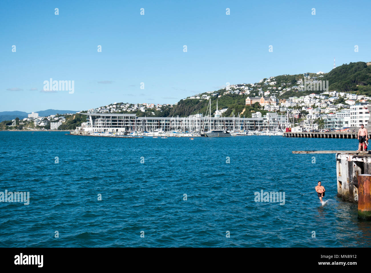 Local men jumping into Lambton Harbour on a sunny autumn day in Wellington, New Zealand Stock Photo