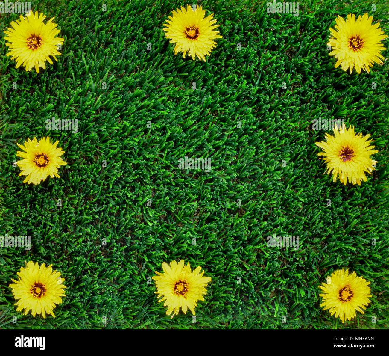 Copy space background for the concept of no weeds in the garden ,pretty yellow flowers on artificial grass making a frame for text, marketing and adve Stock Photo