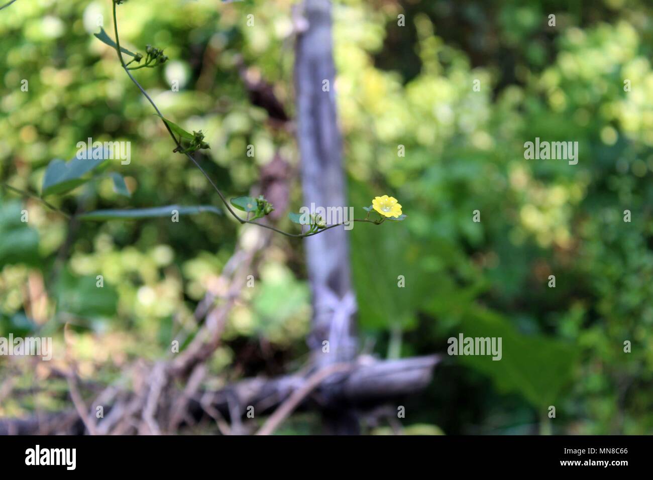 flowers photo photos photography photo gallery yellow flower Stock Photo