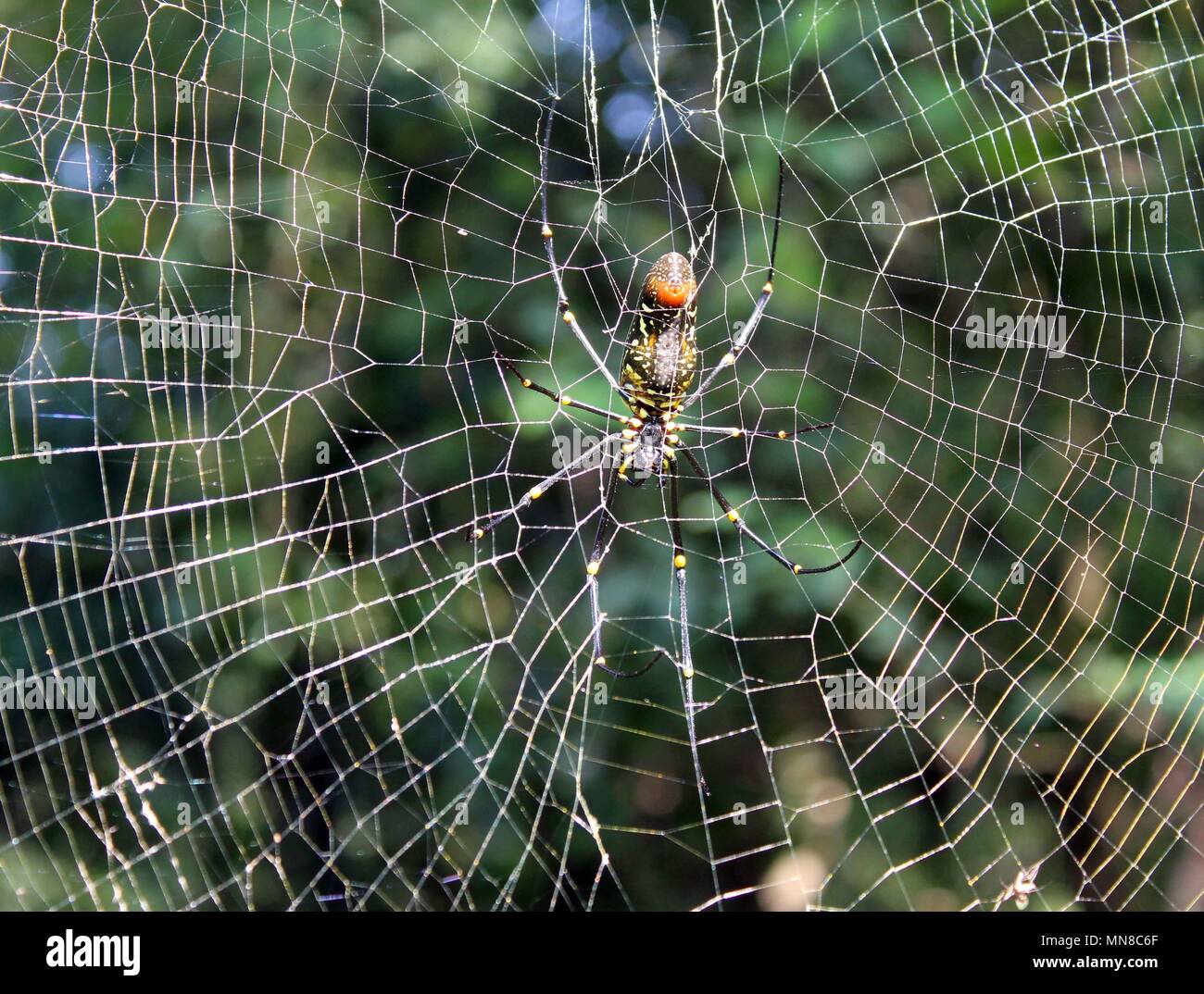 photo photography free pictures spider biggest spider black house spider brown spider Stock Photo