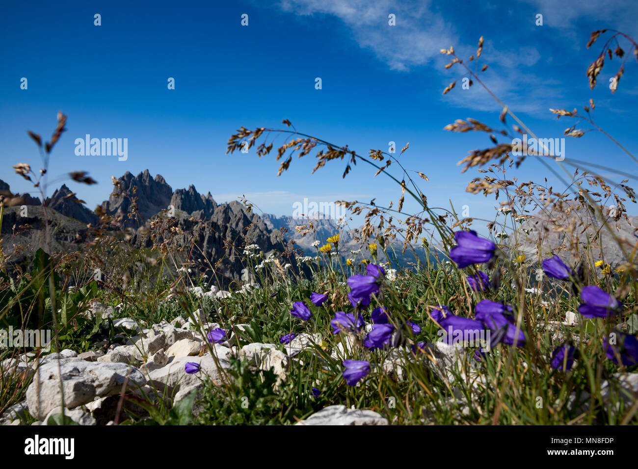 Abstract background of Alpine flowers bluebell. National Nature Park Tre Cime In the Dolomites Alps. Beautiful nature of Italy. Stock Photo