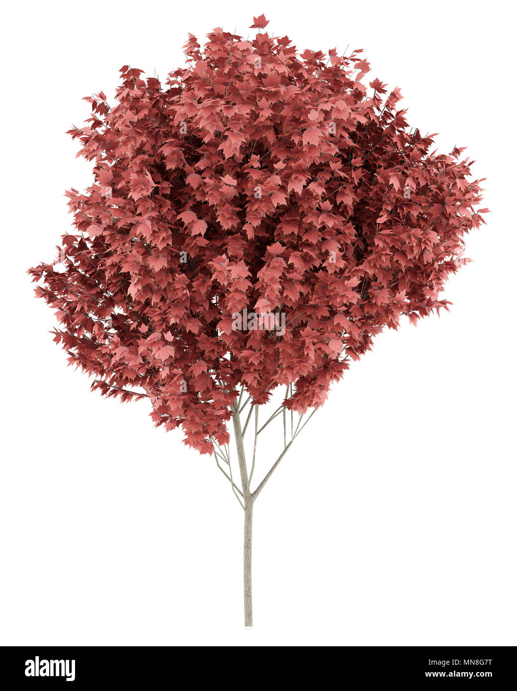red maple tree isolated on white background. 3d illustration Stock ...