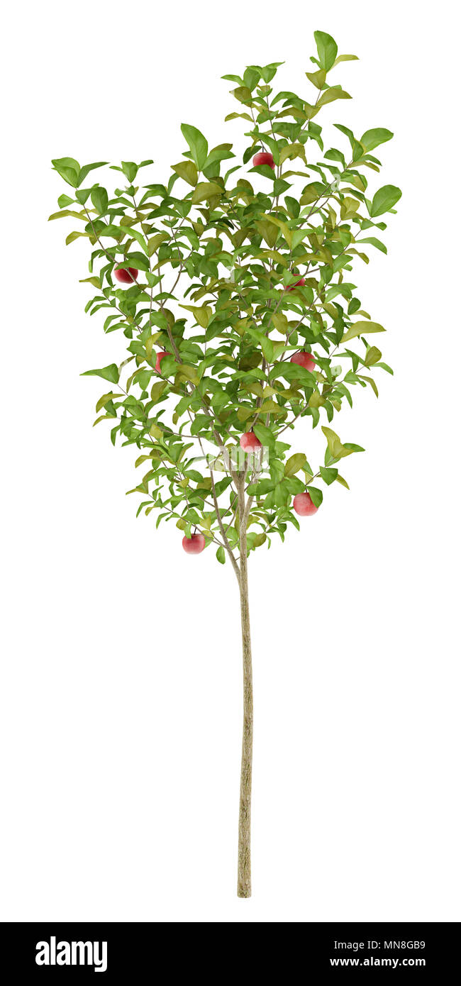 apple tree with red apples isolated on white background. 3d ...
