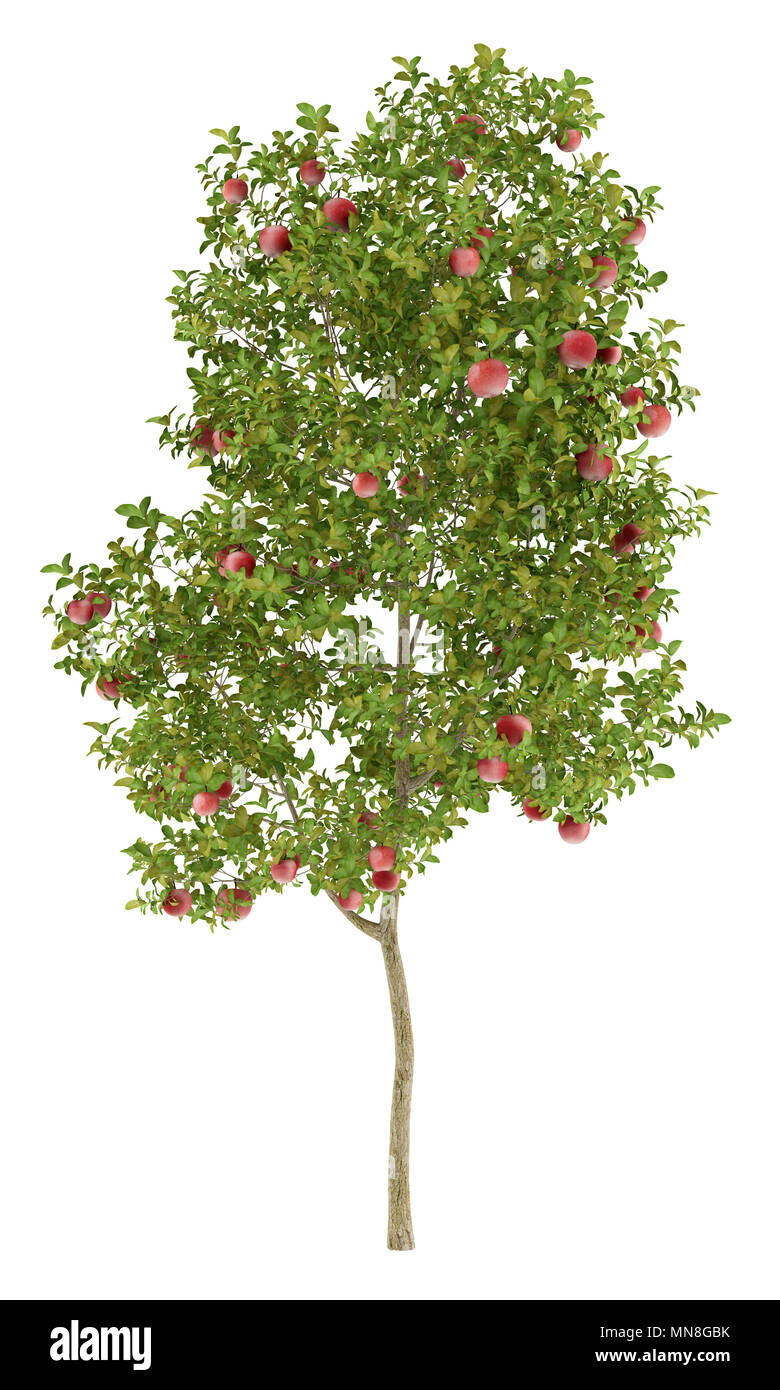 apple tree with red apples isolated on white background. 3d ...