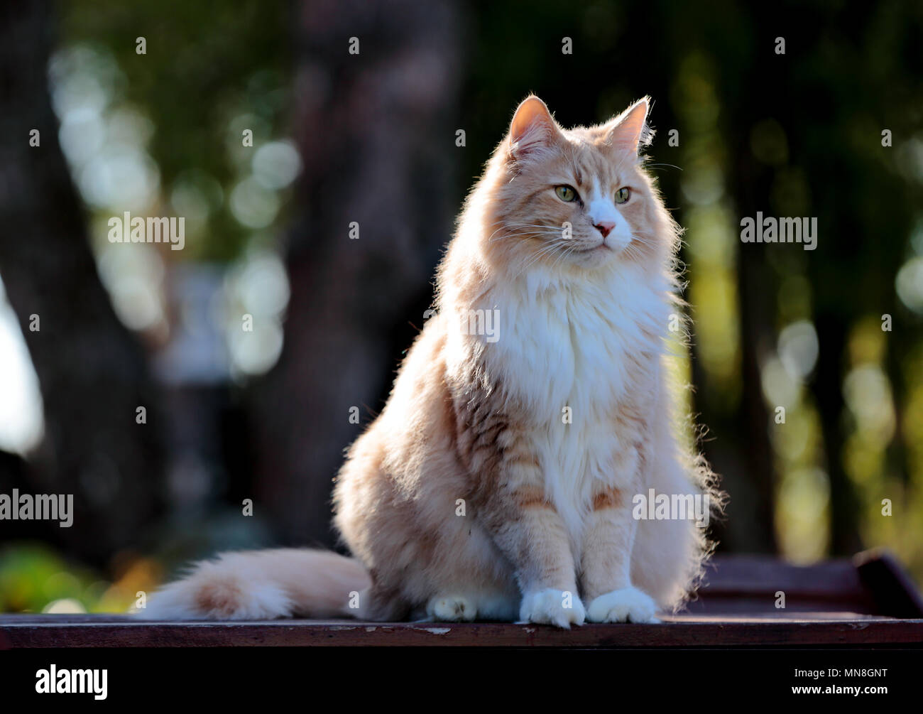 Norwegian forest cat male sits on the table in garden Stock Photo Alamy