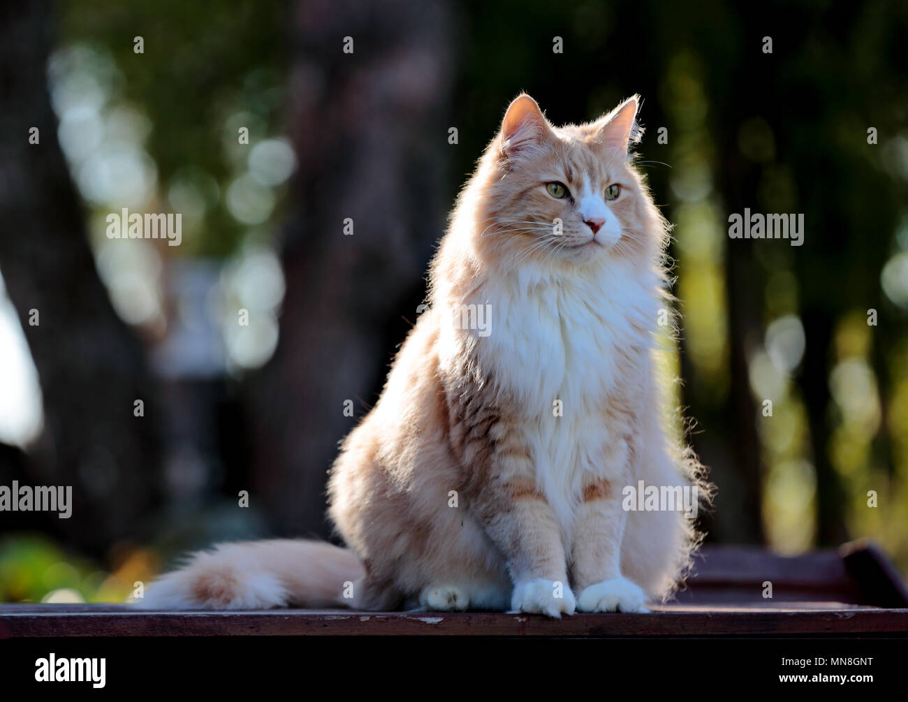 Norwegian forest cat male sits on the table in garden Stock Photo