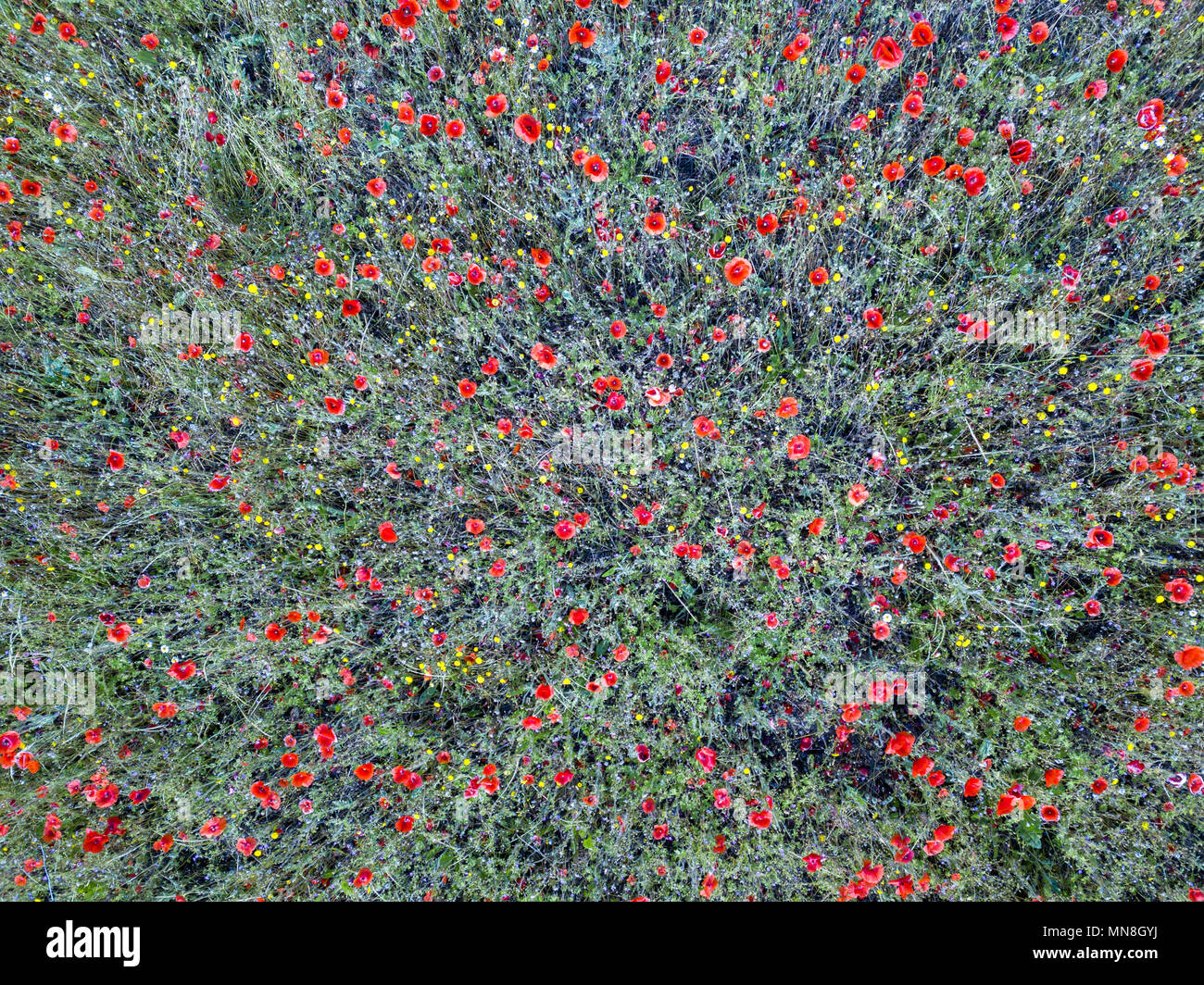 Red poppy field aerial view hi-res stock photography and images - Alamy