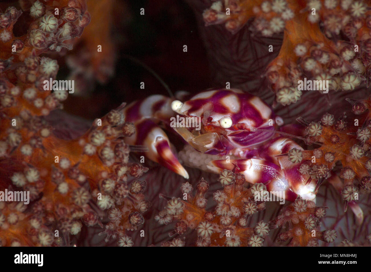 Soft Coral Porcelain Crab (Lissoporcellana nakasonei) carrying the eggs. Picture was taken in Anilao, Philippines Stock Photo
