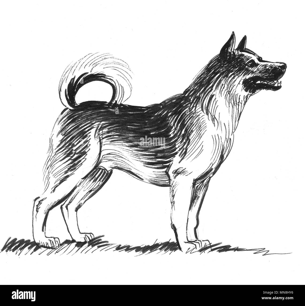 Husky dog. Ink black and white illustration Stock Photo - Alamy