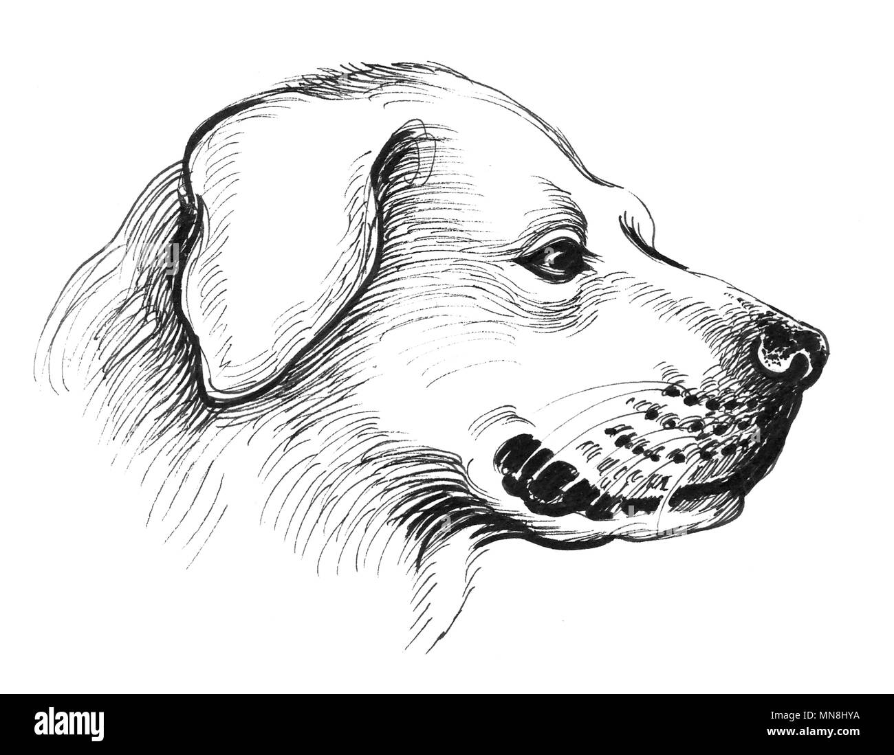 Dog head. Ink black and white sketch Stock Photo Alamy