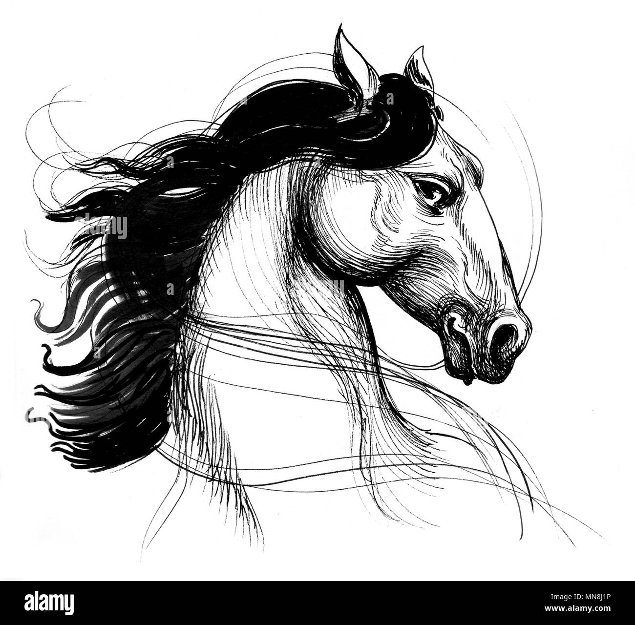 Beautiful horse. Ink black and white line drawing Stock Photo