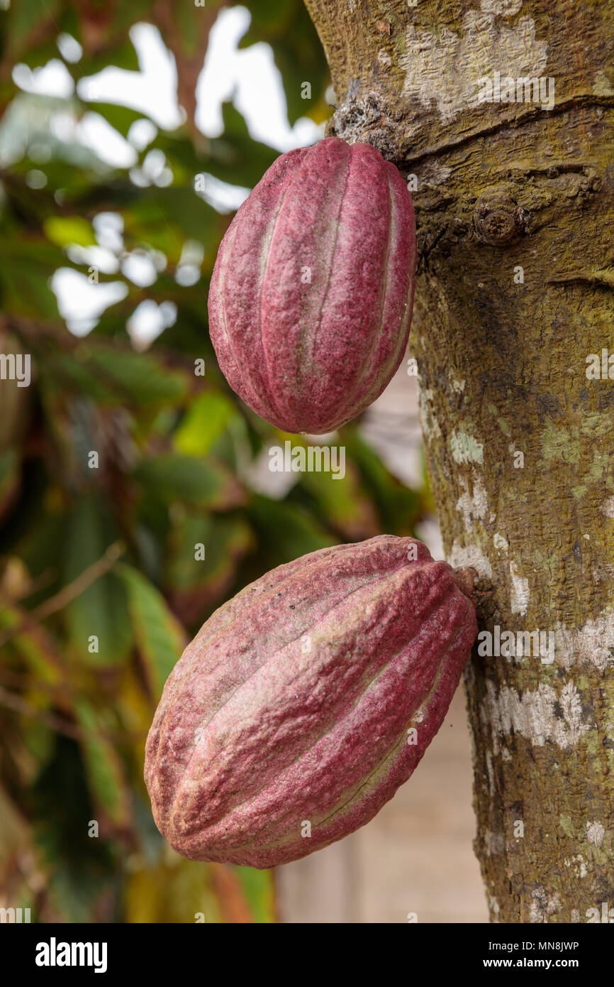 Harvesting cocoa hires stock photography and images Alamy