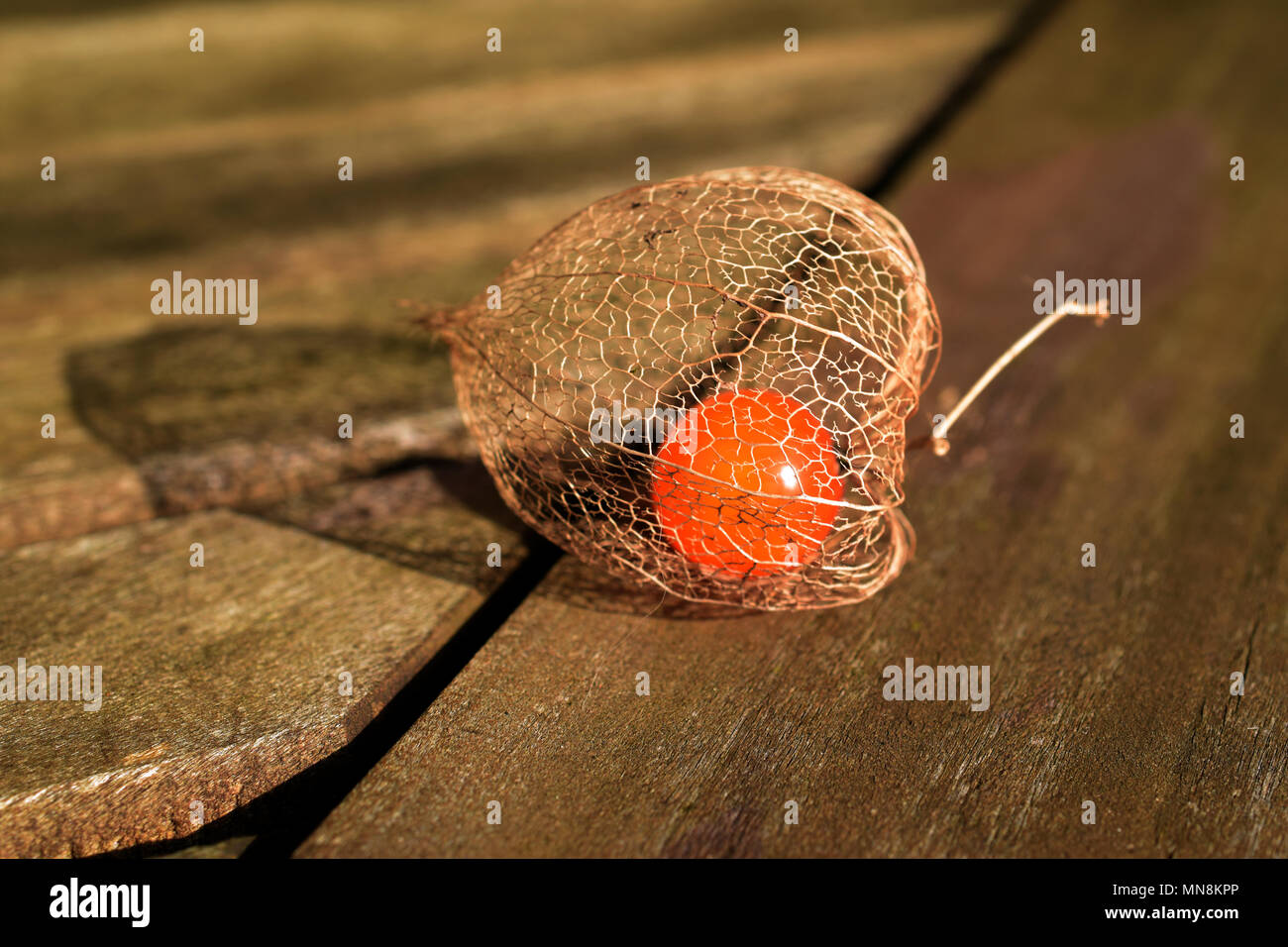 Physalis Ground cherry Close up background wallpaper on a table Stock Photo