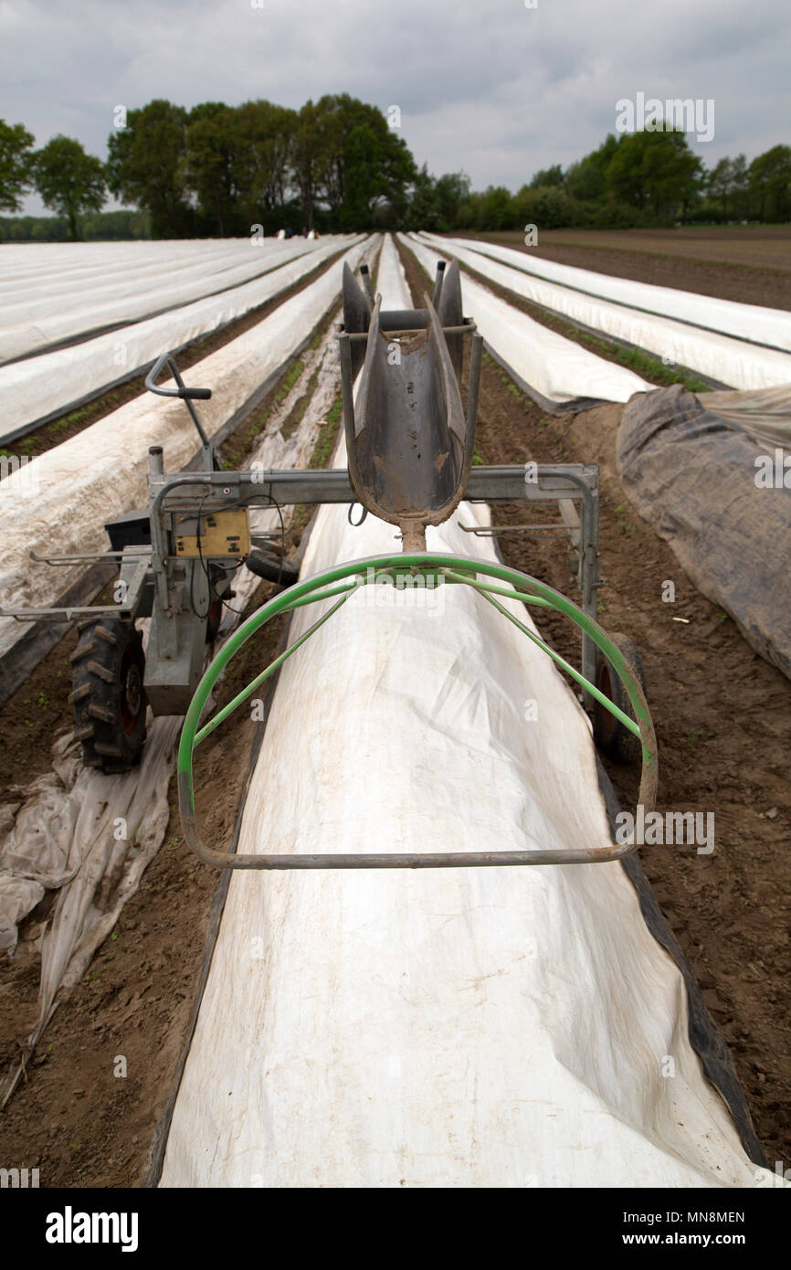 A Machine Used For Harvesting White Asparagus On A Farm In The Limburg Region Of The Netherlands White Asparagus Is Grown In Ridges Beneath Plastic S Stock Photo 185203165 Alamy,Transplanting Yucca