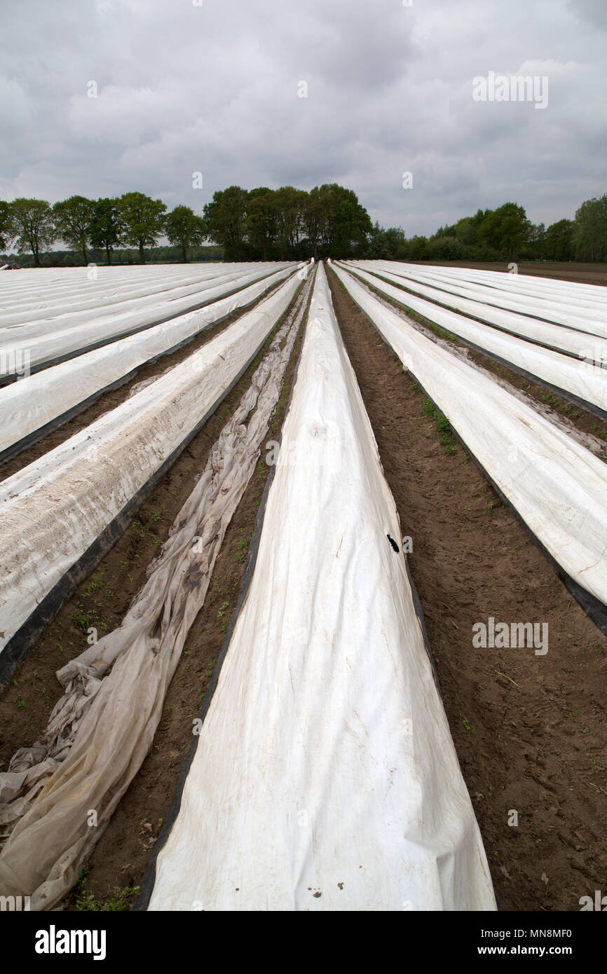A field with white asparagus on a farm in the Limburg region of the  Netherlands. White asparagus is grown in ridges beneath plastic sheets  Stock Photo - Alamy