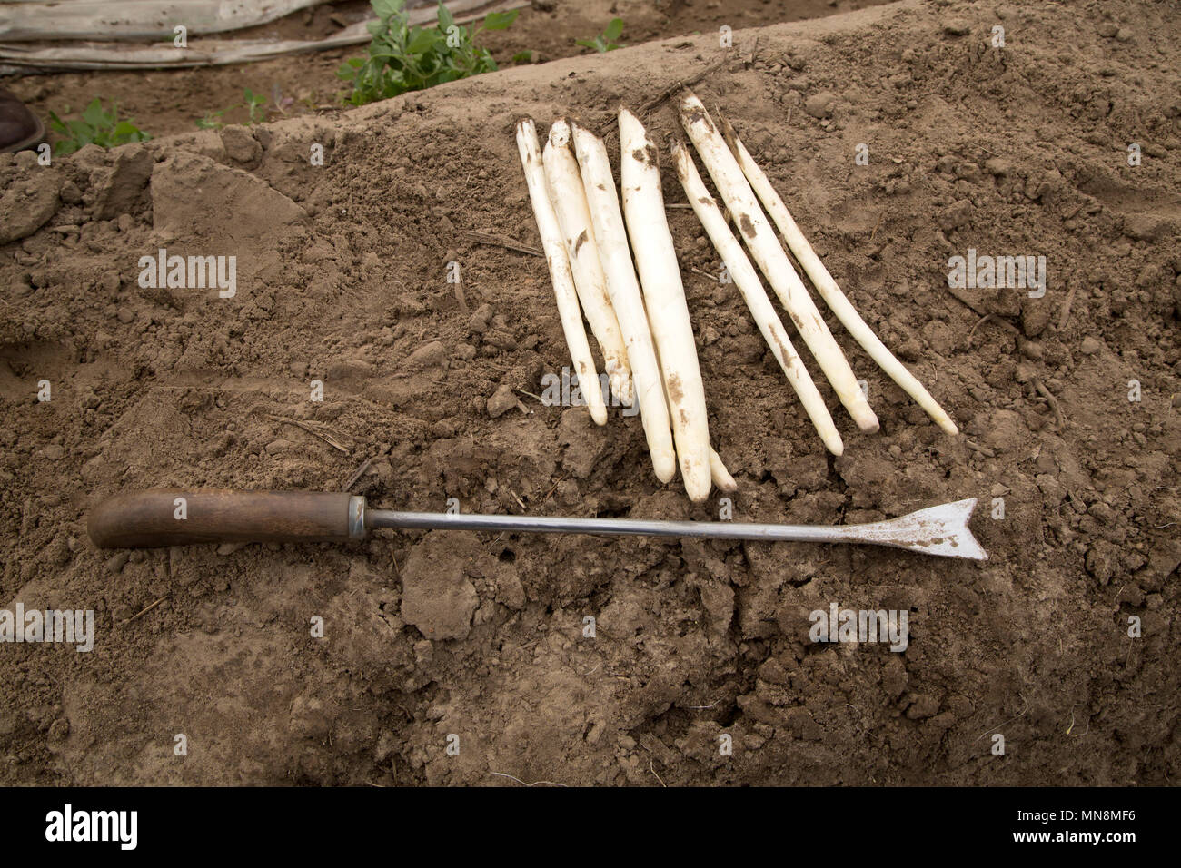 White asparagus after harvesting at a farm in the Limburg region of the  Netherlands Stock Photo - Alamy