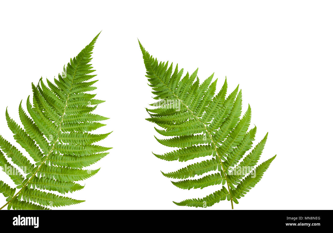 Fresh fern leaves isolated on white background Stock Photo Alamy