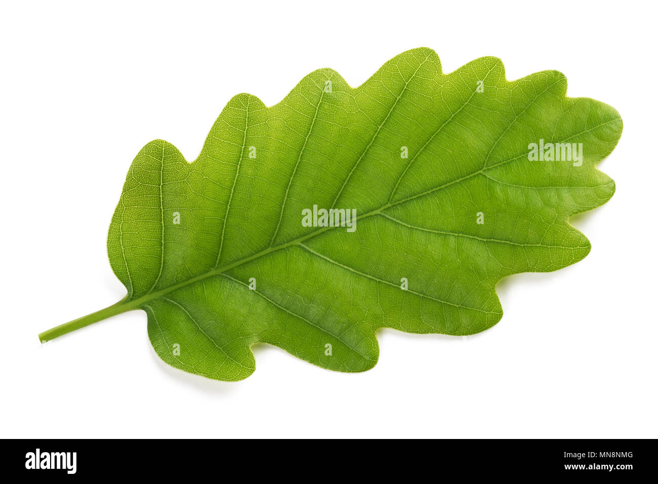 Fresh Oak leaf isolated on white background Stock Photo