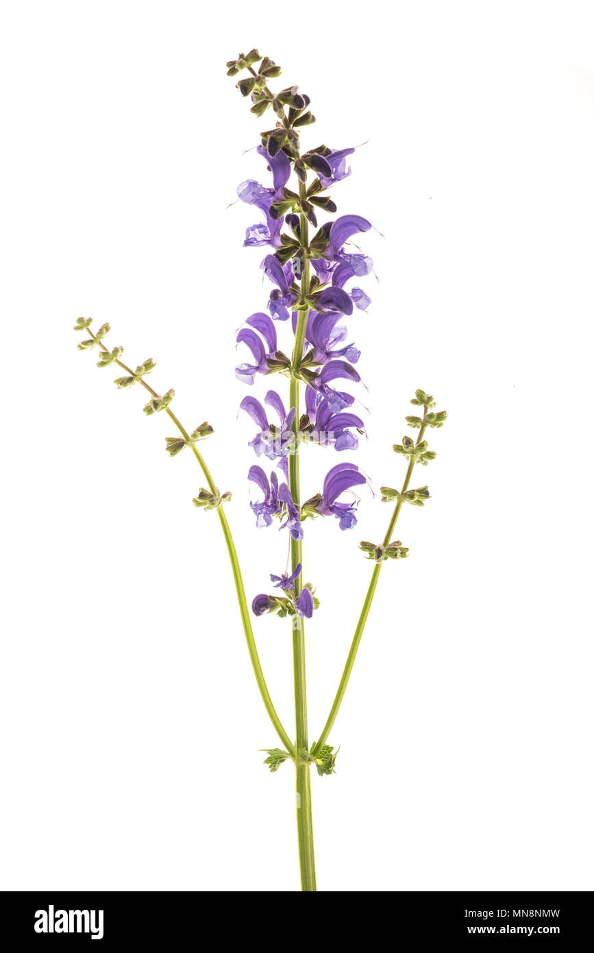 Meadow sage (Salvia pratensis) isolated on white Stock Photo - Alamy