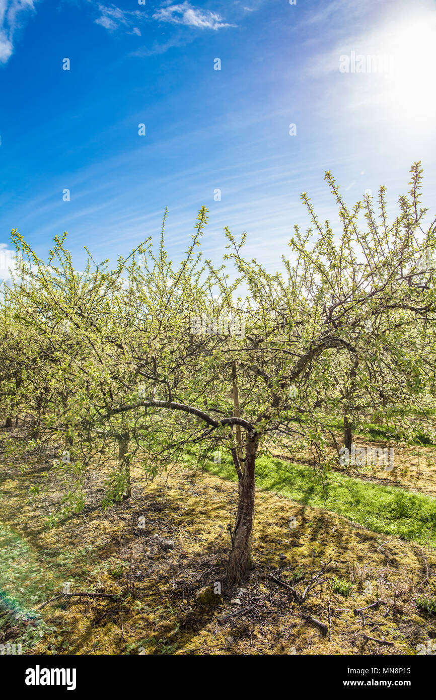 Fruit trees growing in Kent Stock Photo Alamy