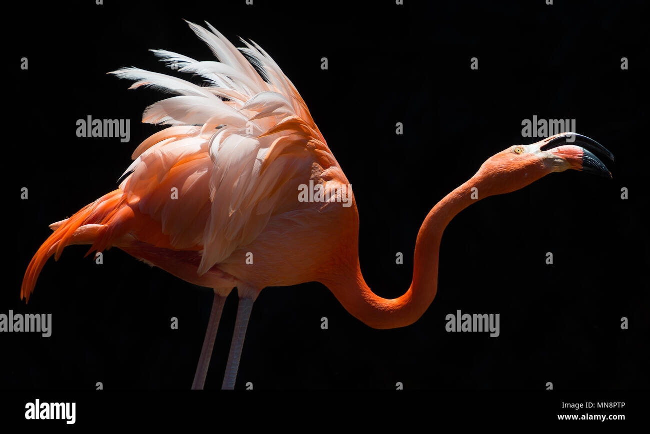 Flamingo on black background Stock Photo
