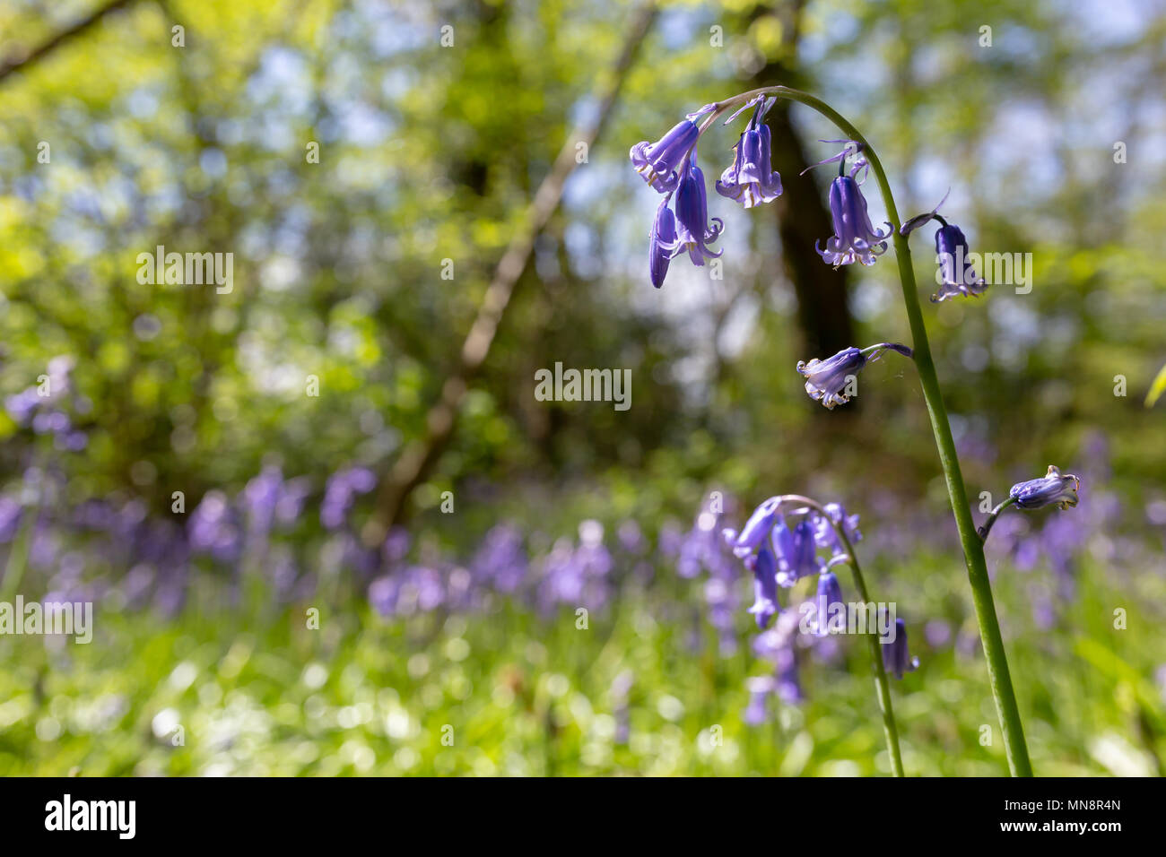 Colour selective focus photograph with two in-focus English native Bluebells in for foreground and Bluebell carpet out-of-focus in background Stock Photo