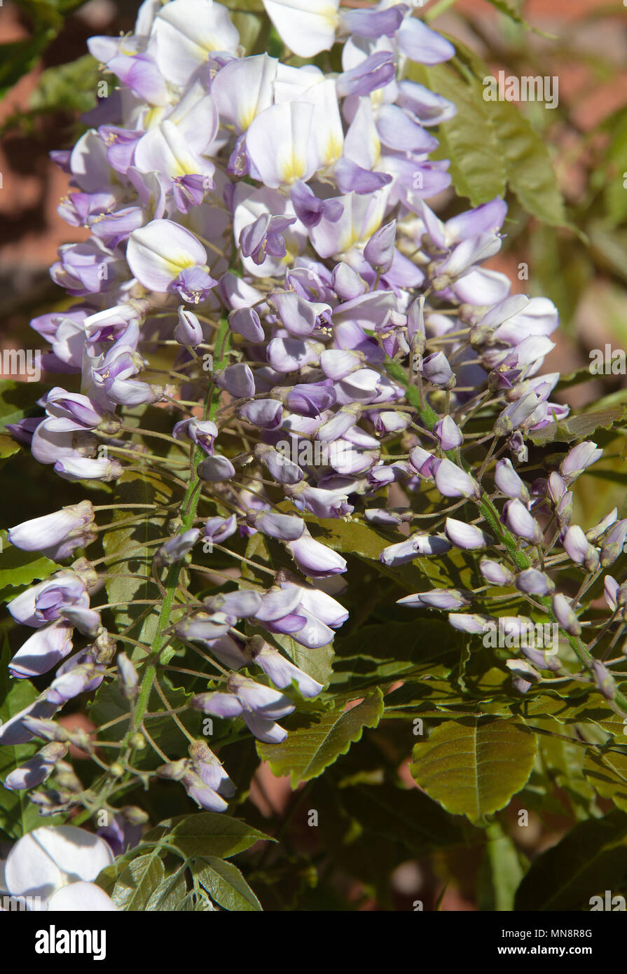 Beautiful Pale Blue, White and Cream Wisteria Flowers Growing on a