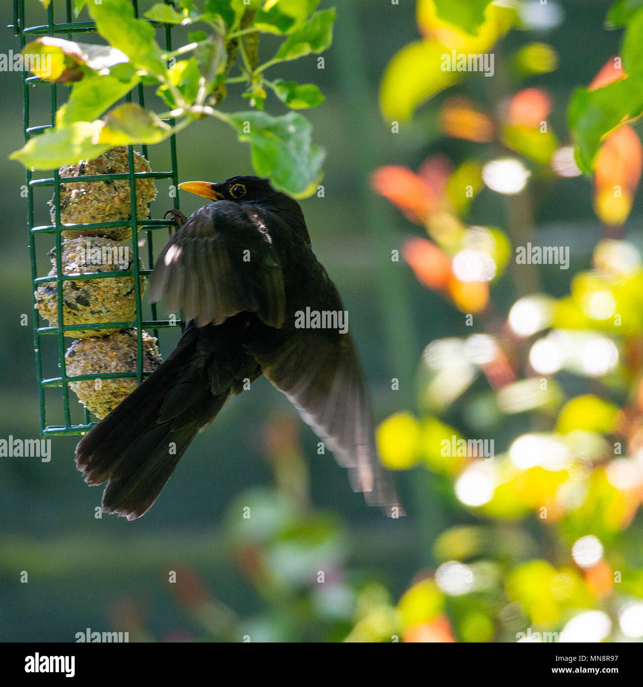 A Male Blackbird With Wings Flapping On A Fat Ball Feeder Hanging From a-male-blackbird-with-wings-flapping-on-a-fat-ball-feeder-hanging-from