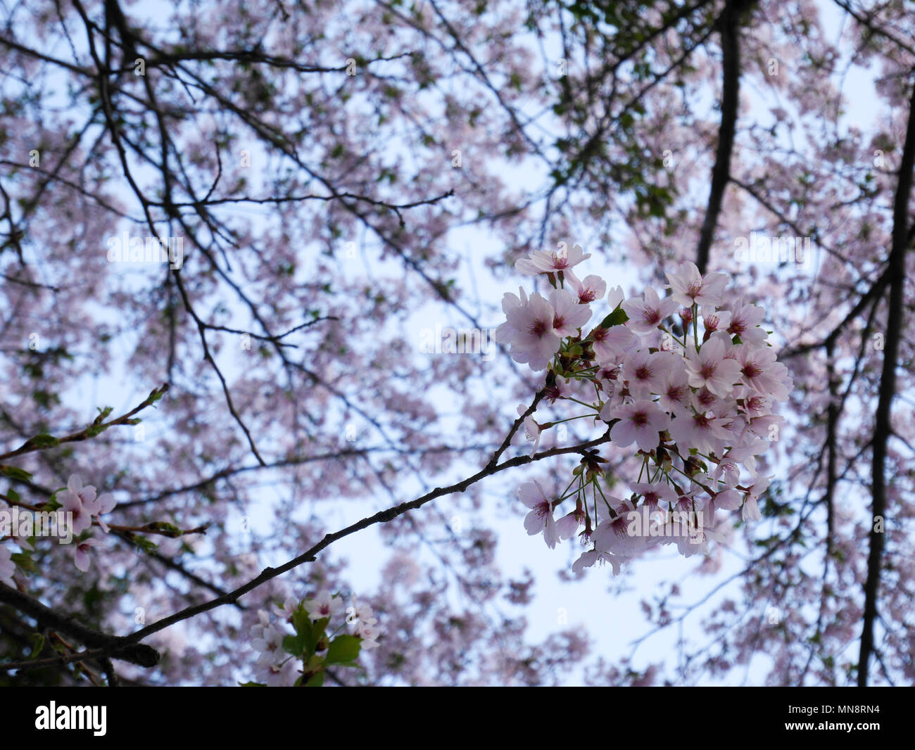 Seoul cherry blossom hi-res stock photography and images - Alamy