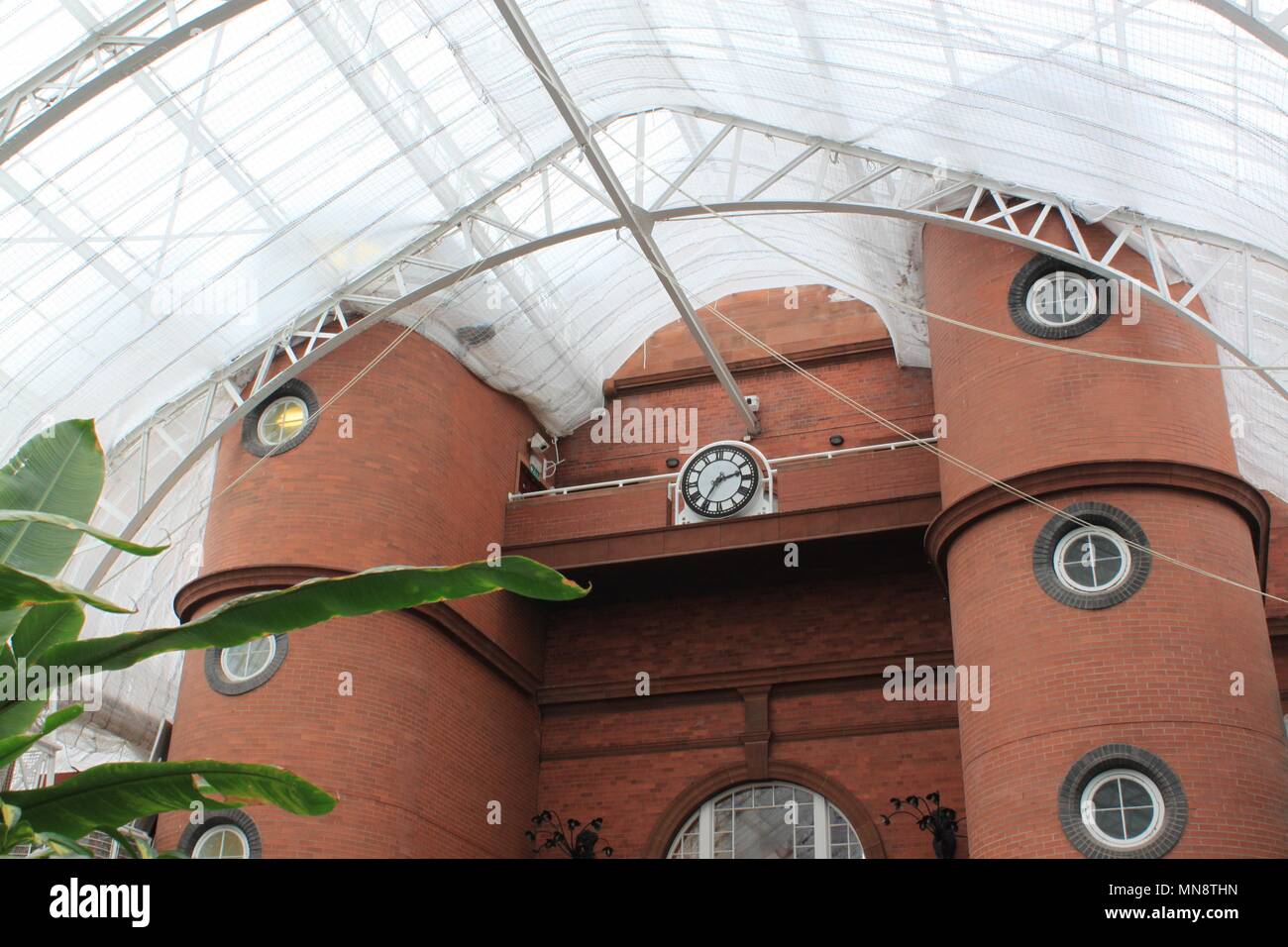 Inside the Winter Gardens Glasshouse in Glasgow, Scotland Stock Photo