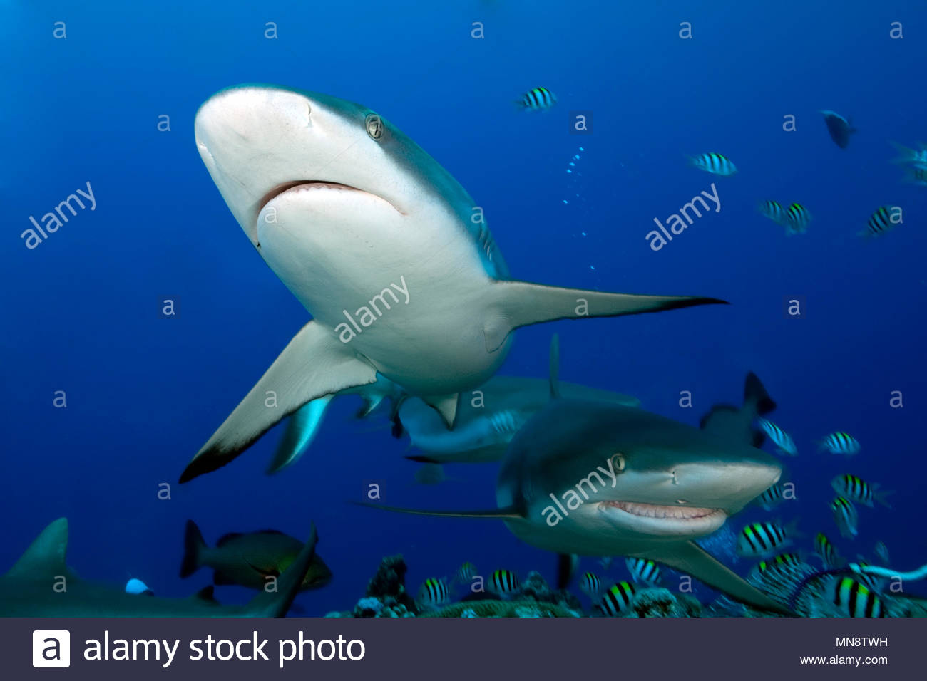 Raubfisch High Resolution Stock Photography and Images - Alamy