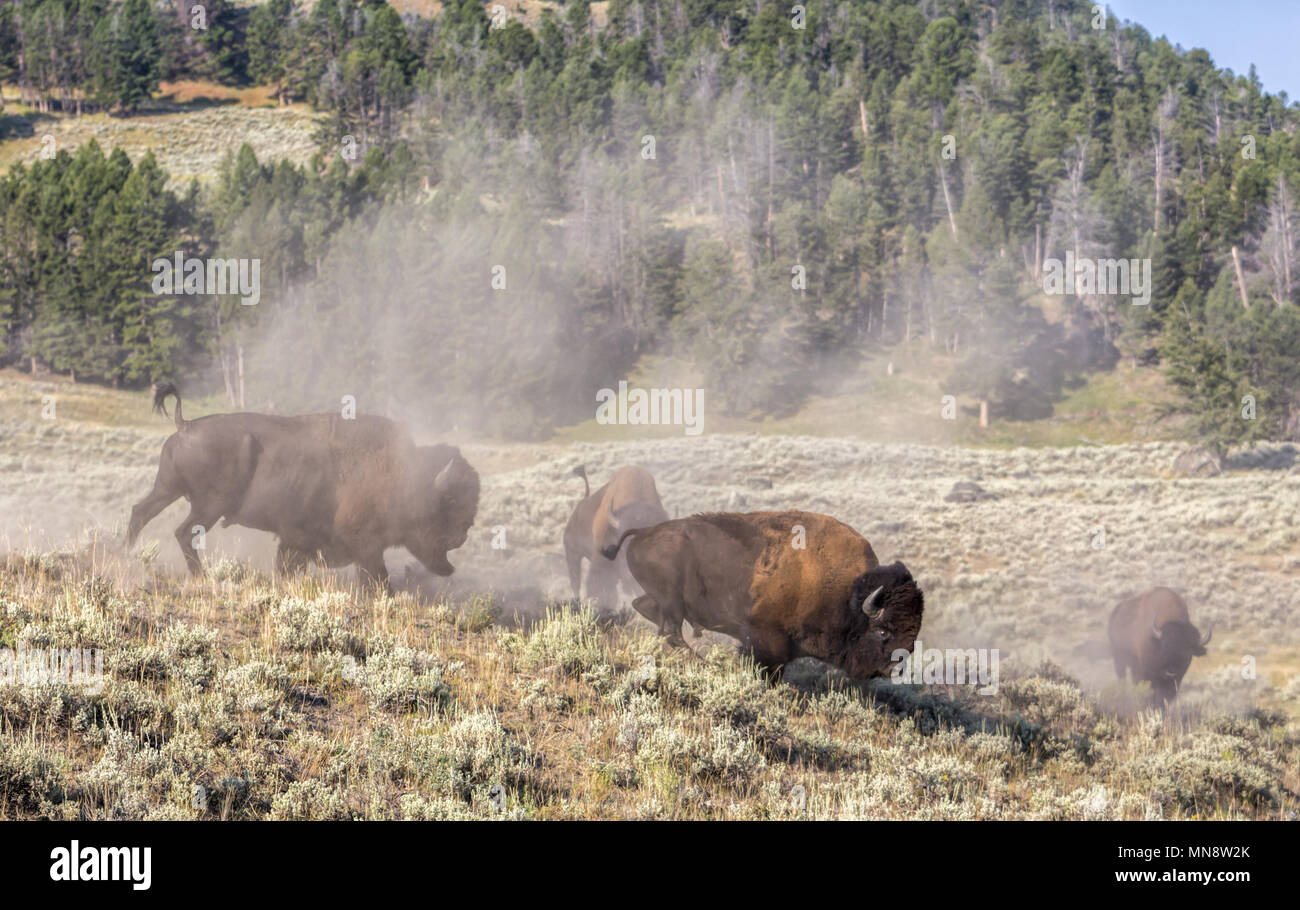 An male bull American Bison (Bison bison) or American buffalo chasing another male during mating season in Yellowstone National Park in Colorado, USA. Stock Photo
