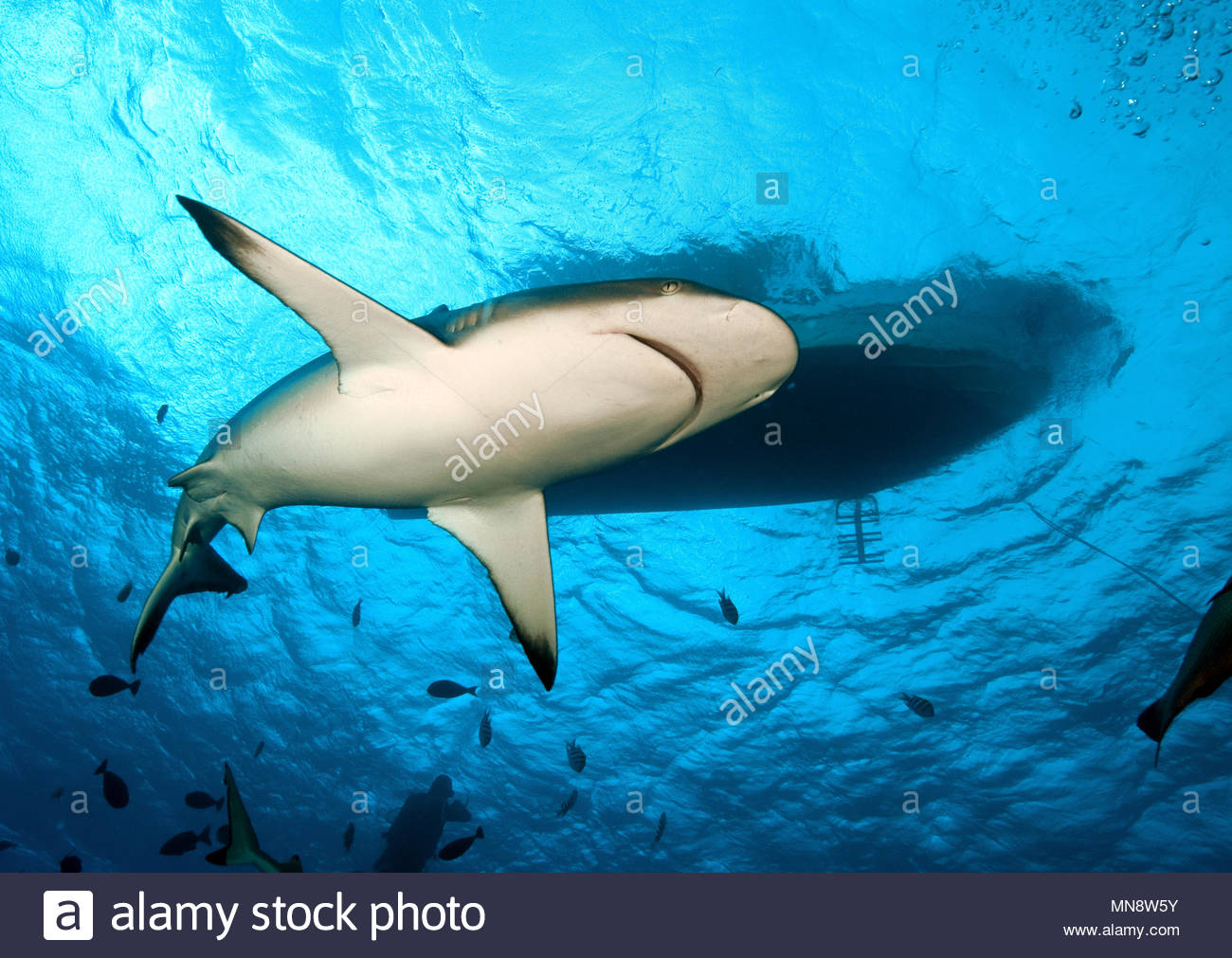 Female Maneater High Resolution Stock Photography and Images - Alamy