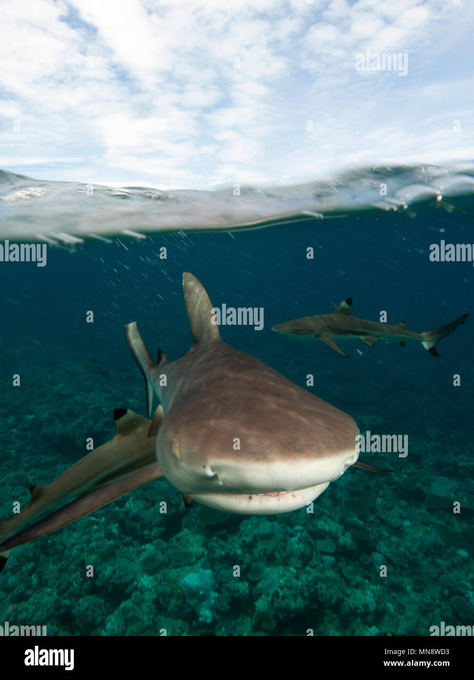 splitshot of sharks | halb-und-halb-Aufnahme von Haien Stock Photo
