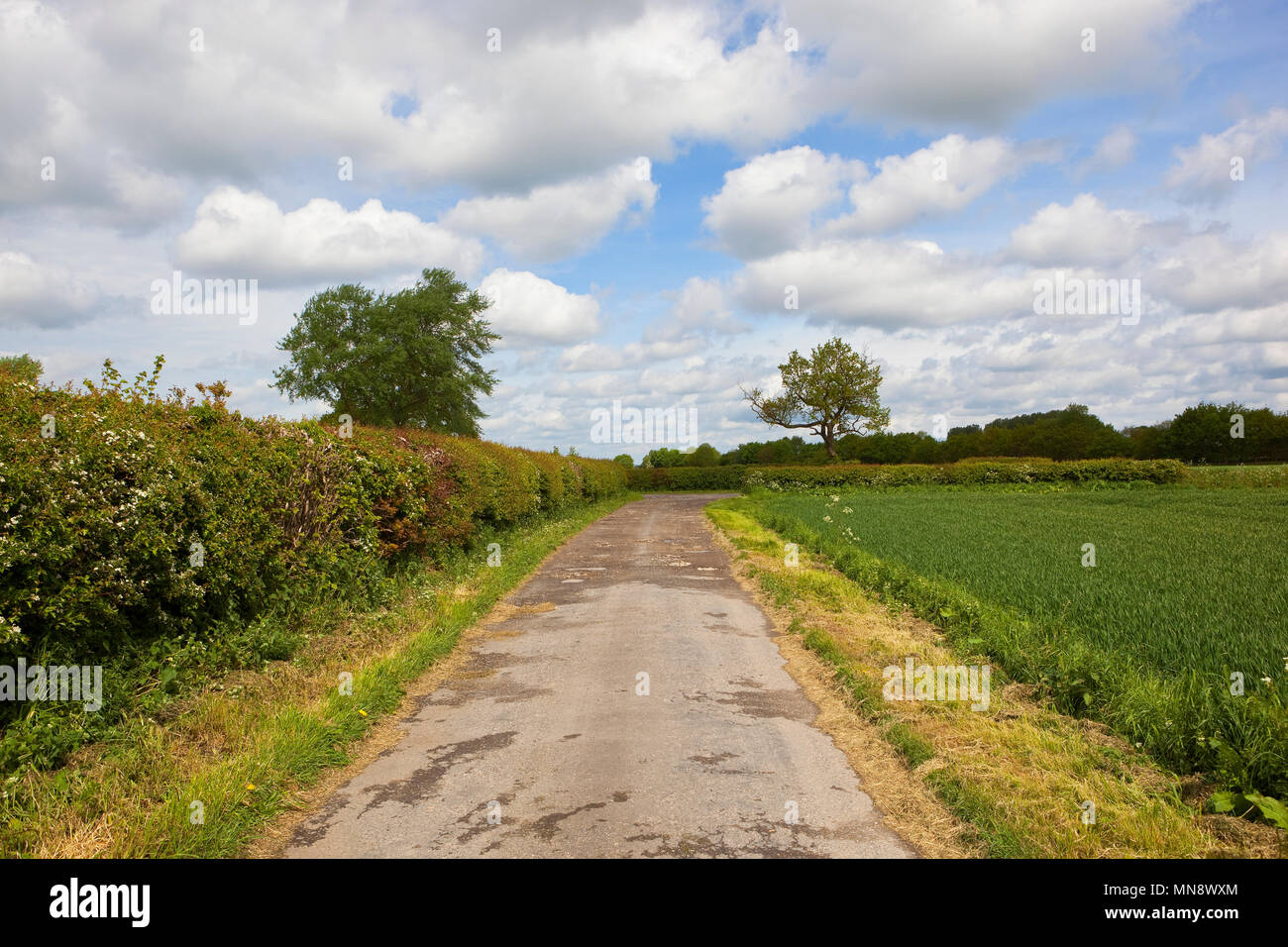 a small farm road with hawthorn hedgerows wildflowers and old trees near Naburn Yorkshire under a blue cloudy sky in Springtime Stock Photo