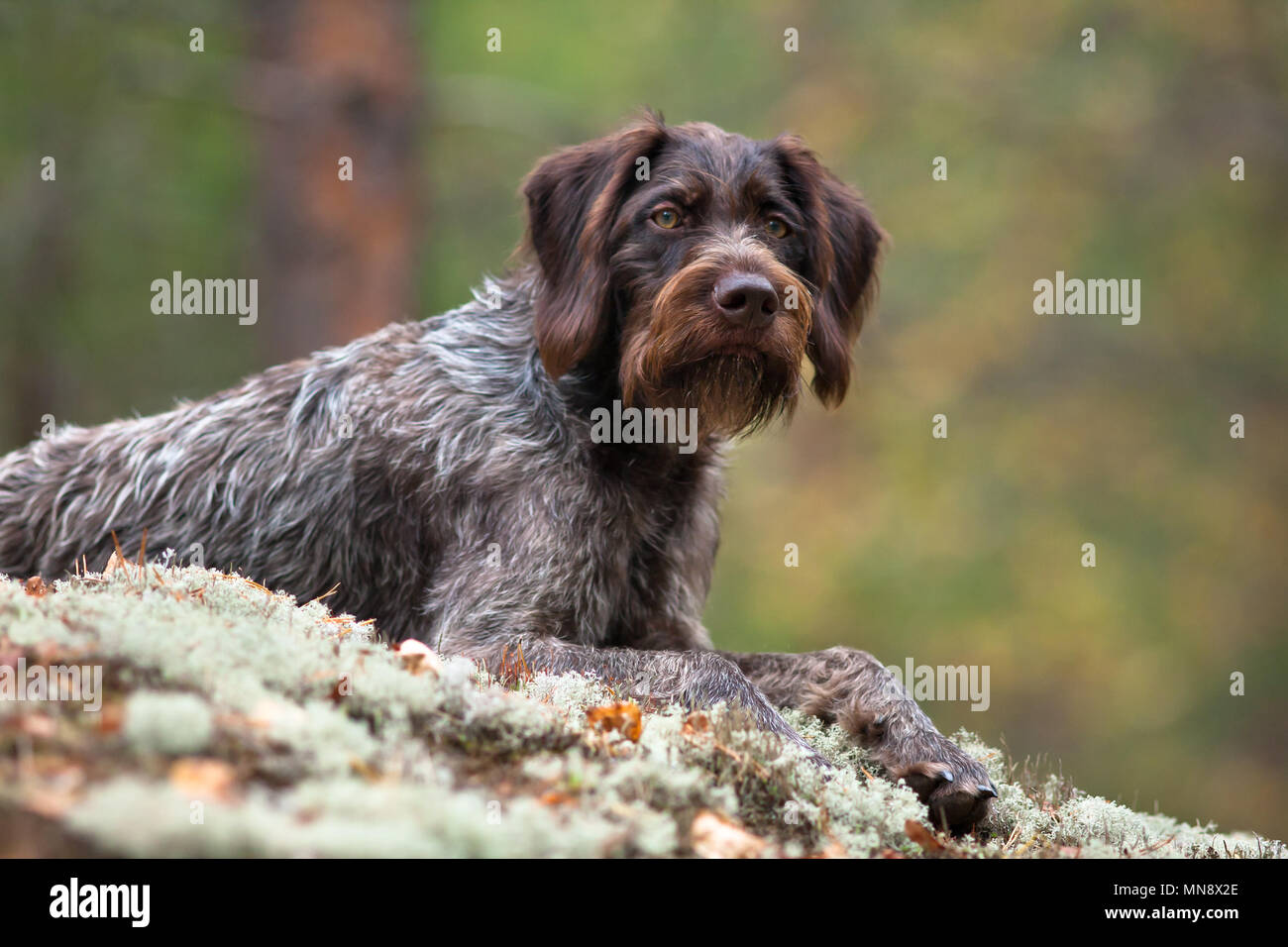 miniature german wirehaired pointer