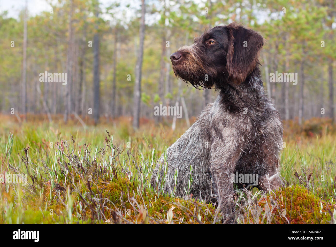 german wirehaired pointer sitting on the swamp Stock Photo